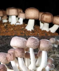 ABM Mushroom Liquid Culture Syringe