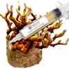 Antler Reishi Liquid Culture Syringe