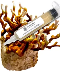 Antler Reishi Liquid Culture Syringe