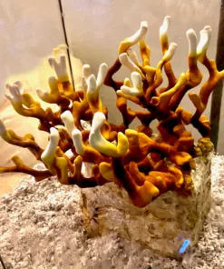 Antler Reishi Liquid Culture Syringe