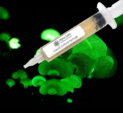 Bioluminescence Panellus Stipticus Liquid Culture Syringe