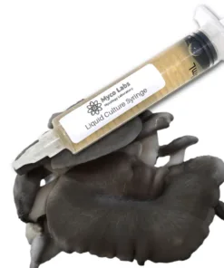 Black Pearl King Oyster Liquid Culture Syringe