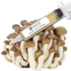 Brown Beech Liquid Culture Syringe