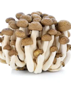 Brown Beech Liquid Culture Syringe