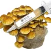 Chestnut Mushroom Liquid Culture Syringe