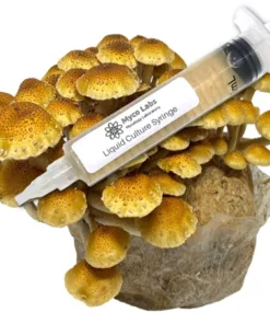 Chestnut Mushroom Liquid Culture Syringe