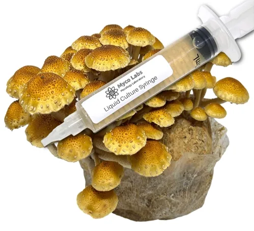 Chestnut Mushroom Liquid Culture Syringe