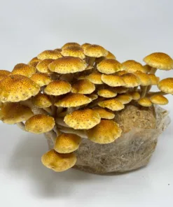 Chestnut Mushroom Liquid Culture Syringe