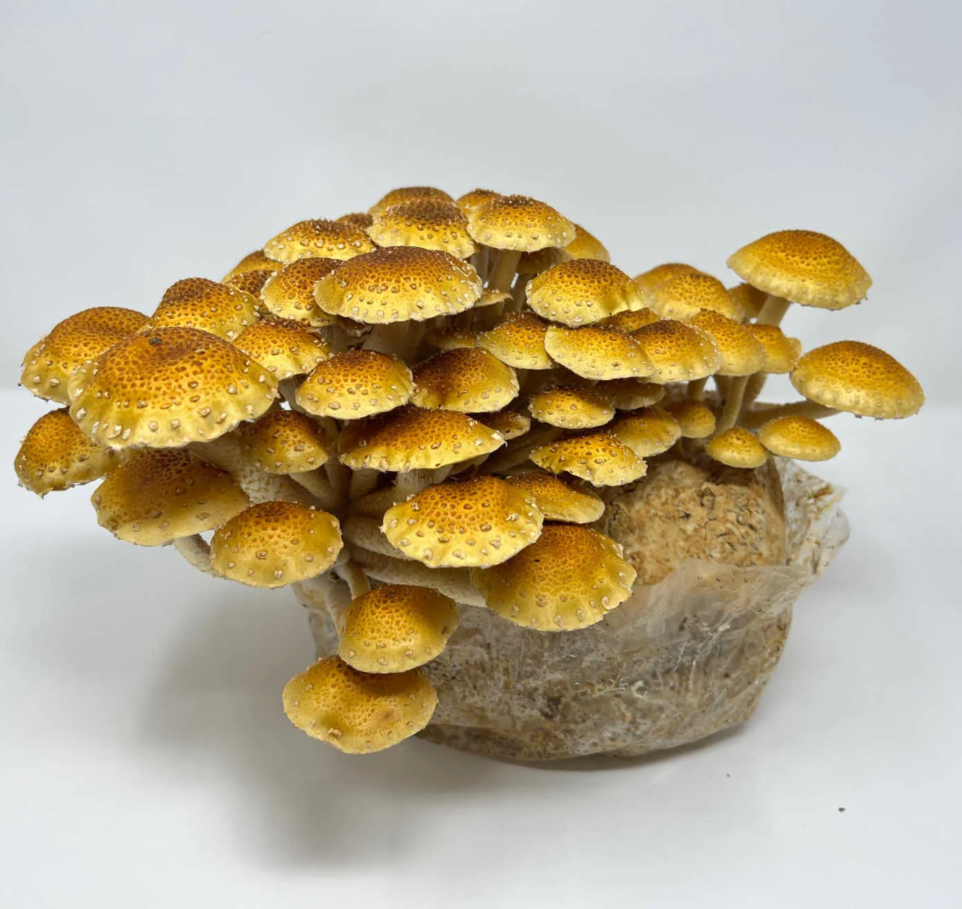 Chestnut Mushroom Liquid Culture Syringe