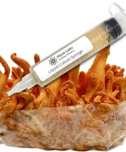 Cordyceps Militaris Mushroom Liquid Culture Syringe HIGHMILE22A Strain