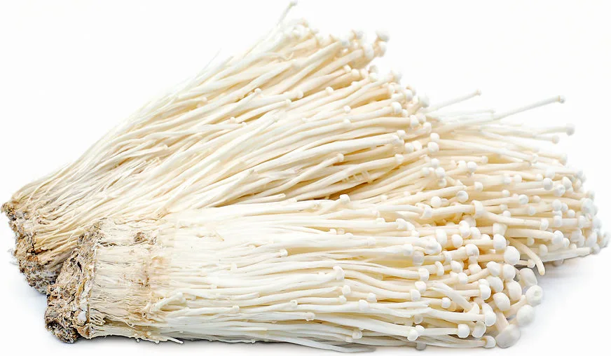 White Enoki (Enokitake) Liquid Culture Syringe