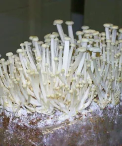 White Enoki (Enokitake) Liquid Culture Syringe