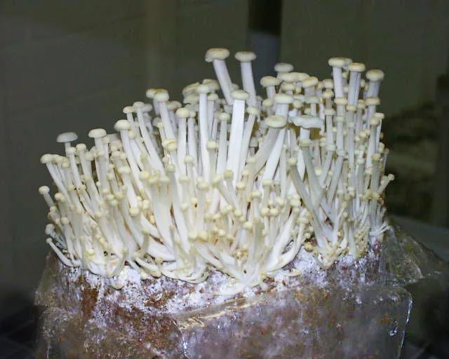 White Enoki (Enokitake) Liquid Culture Syringe