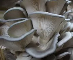 King Blue Oyster Liquid Culture Syringe