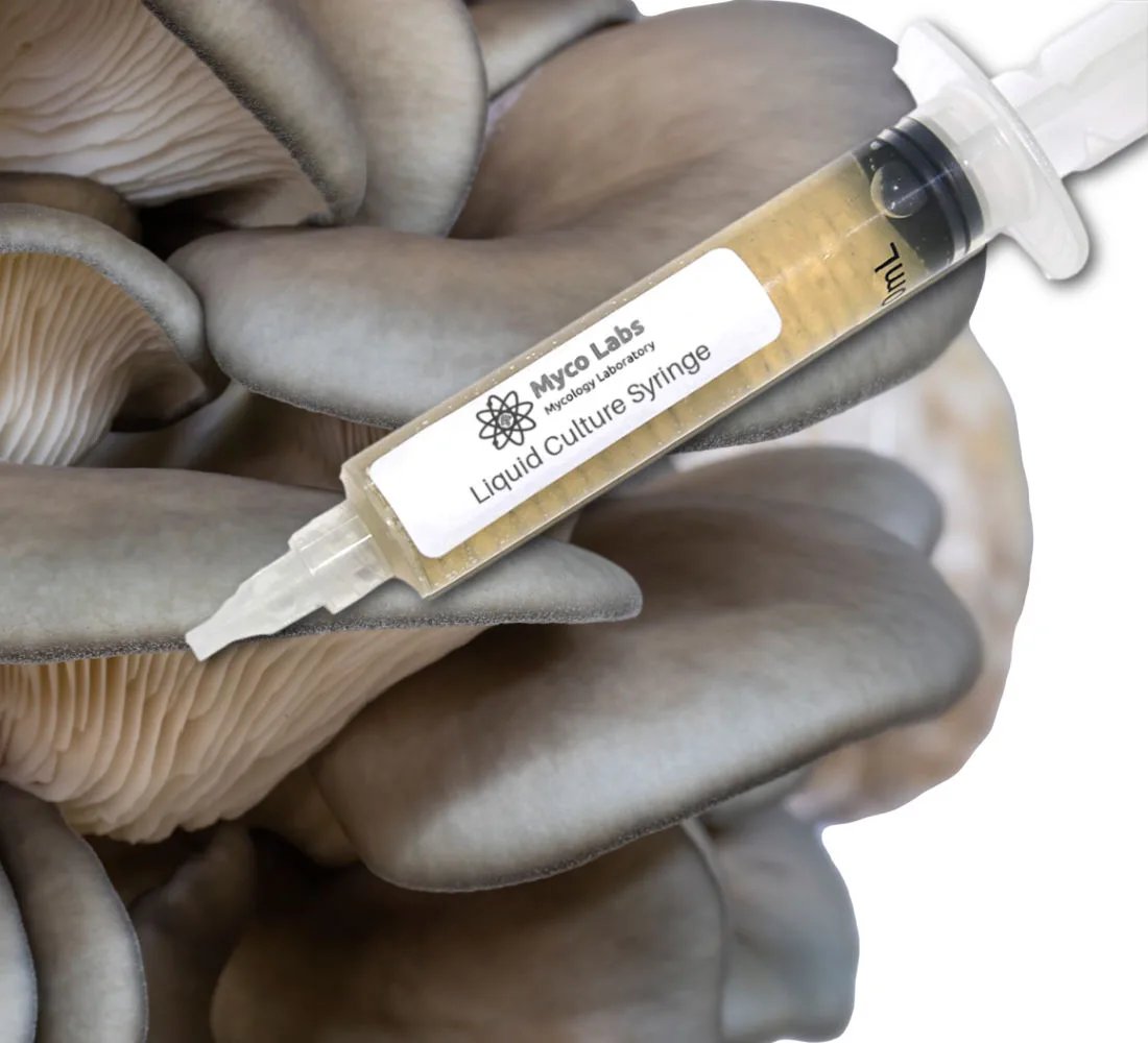 King Blue Oyster Liquid Culture Syringe