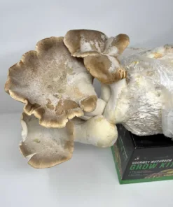 King Trumpet Oyster Liquid Culture Syringe