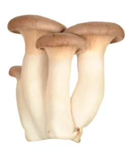 King Trumpet Oyster Liquid Culture Syringe