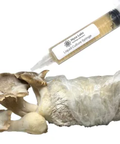 King Trumpet Oyster Liquid Culture Syringe