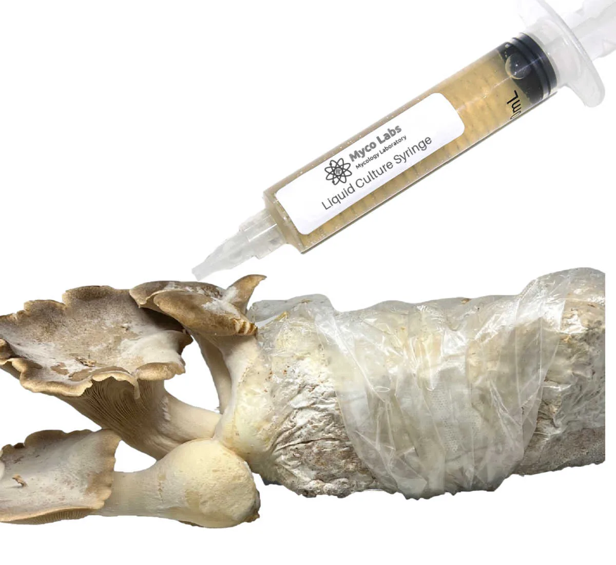 King Trumpet Oyster Liquid Culture Syringe