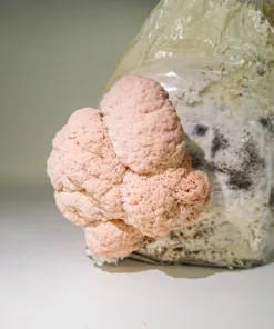 Lion's Mane Liquid Culture Syringe - Isolated Pink Variety