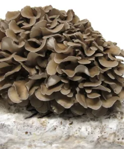 Maitake (Hen of the Woods) Liquid Culture Syringe