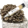 Maitake (Hen of the Woods) Liquid Culture Syringe