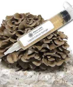 Maitake (Hen of the Woods) Liquid Culture Syringe