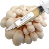 Pearl Oyster Liquid Culture Syringe