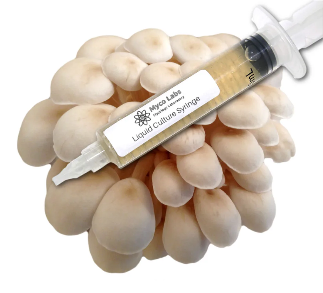 Pearl Oyster Liquid Culture Syringe