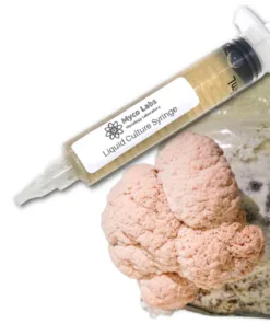 Lion's Mane Liquid Culture Syringe - Isolated Pink Variety