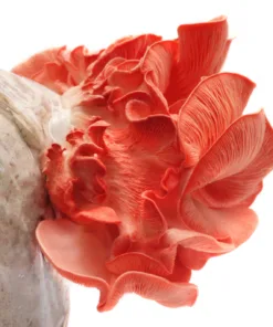 Pink Oyster Liquid Culture Syringe