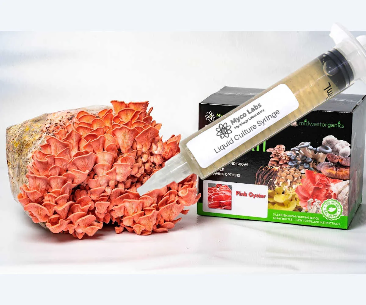 Pink Oyster Liquid Culture Syringe