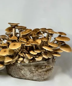 Pioppino Black Poplar Liquid Culture Syringe