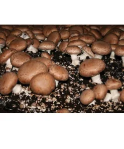 Portobello Liquid Culture Syringe