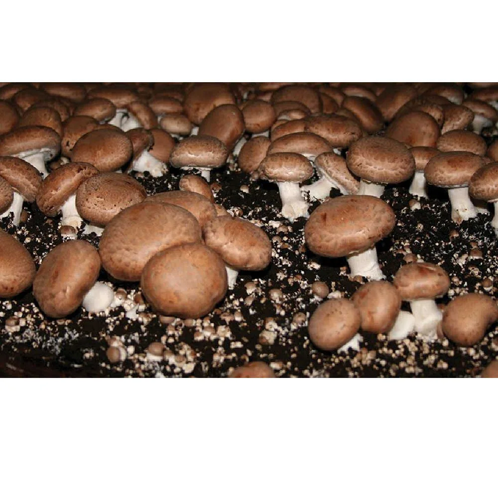 Portobello Liquid Culture Syringe