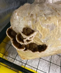 Turkey Tail Liquid Culture Syringe