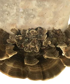 Turkey Tail Liquid Culture Syringe