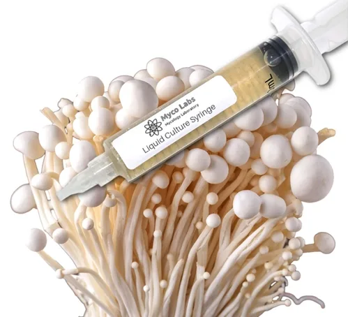 White Enoki (Enokitake) Liquid Culture Syringe