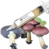 King Stopharia (Wine Cap) Liquid Culture Syringe