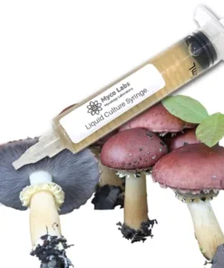 King Stopharia (Wine Cap) Liquid Culture Syringe