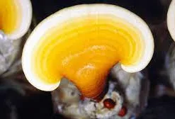 Yellow Reishi Liquid Culture Syringe