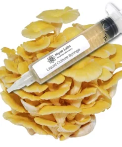 Golden (Yellow) Oyster Liquid Culture Syringe