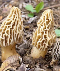 Golden Yellow Morel Liquid Culture Syringe