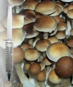 Orissa India spore syringe