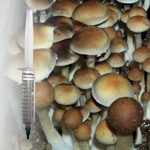 Orissa India spore syringe