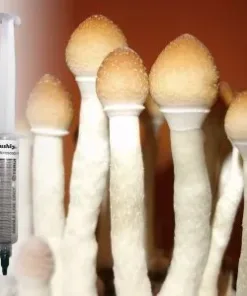 Stropharia Spore Syringe