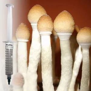 Stropharia Spore Syringe