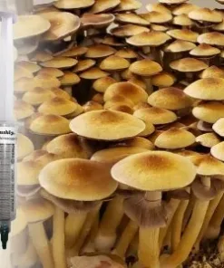 golden teacher spore syringe