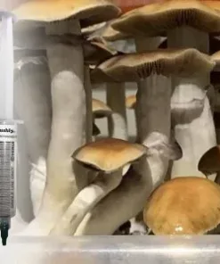 Thai Pink Buffalo Spore Syringe