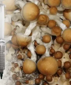 Penis Envy 6 Spore Syringe